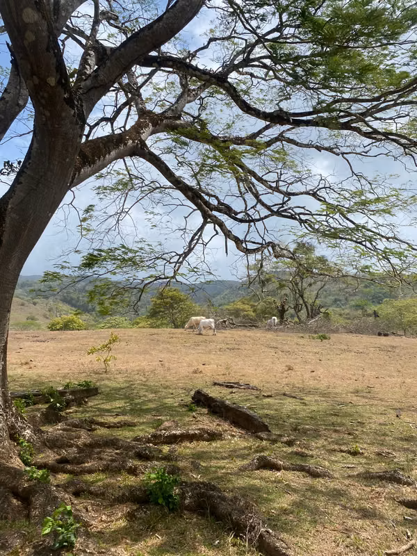 SALE OF FARM IN THE PLAIN SECTOR