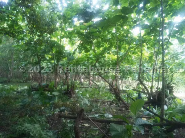 LAND FOR SALE IN CHILIBRE CENTRO MCD25-2538