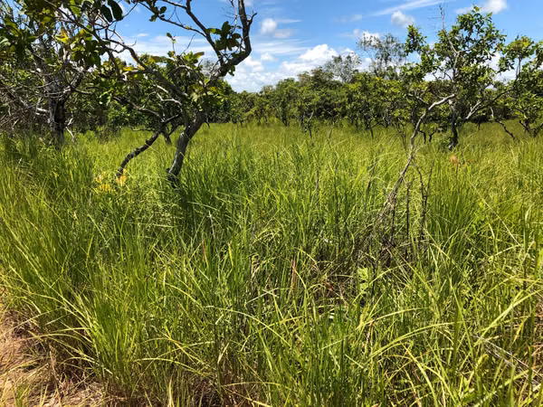 $2,162 PER HECTARE. FOR SALE: 83 HECTARES WITH TITLE, LAS GUIAS, ABOVE CALOBRE.