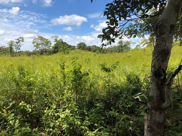 $2,162 PER HECTARE. FOR SALE: 83 HECTARES WITH TITLE, LAS GUIAS, ABOVE CALOBRE.