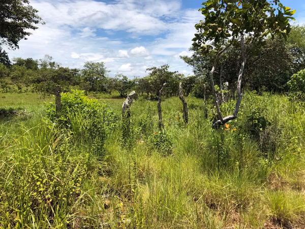 $2,162 PER HECTARE. FOR SALE: 83 HECTARES WITH TITLE, LAS GUIAS, ABOVE CALOBRE.