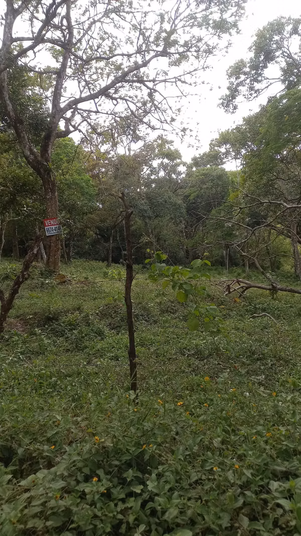 Sell Lot of 1 Hectarea in the Caribbean Hill sector - EL VALLE