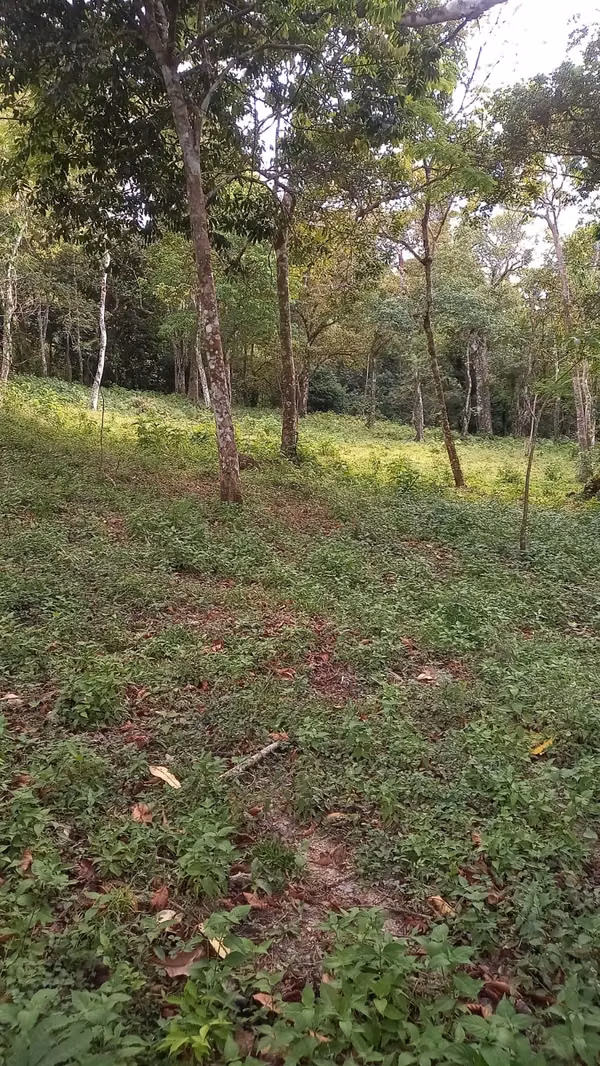 Sell Lot of 1 Hectarea in the Caribbean Hill sector - EL VALLE