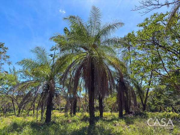 Great Offer! Flat 9,445 sqm Lot on Paved Road for Sale in Caldera, Boquete