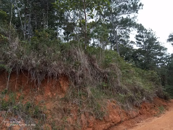 20 Hectareas in Cerro Azul, 124; Altos del Pacora for sale