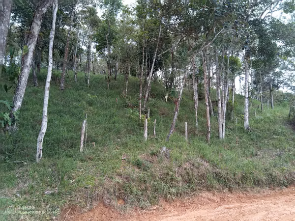 20 Hectareas in Cerro Azul, 124; Altos del Pacora for sale