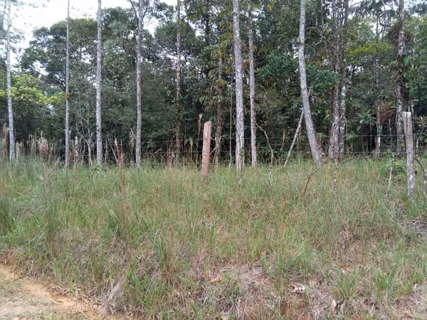 20 Hectareas in Cerro Azul, 124; Altos del Pacora for sale