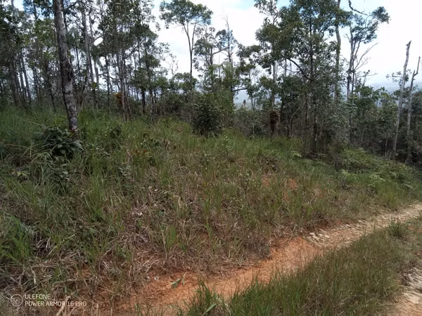 20 Hectareas in Cerro Azul, 124; Altos del Pacora for sale