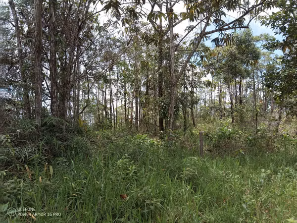 20 Hectareas in Cerro Azul, 124; Altos del Pacora for sale