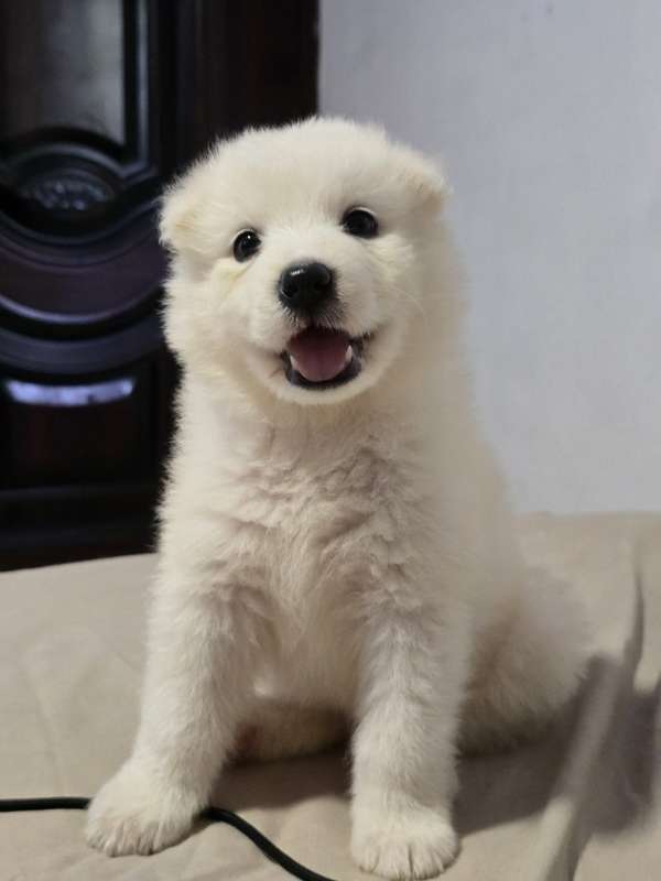 Samoyedo