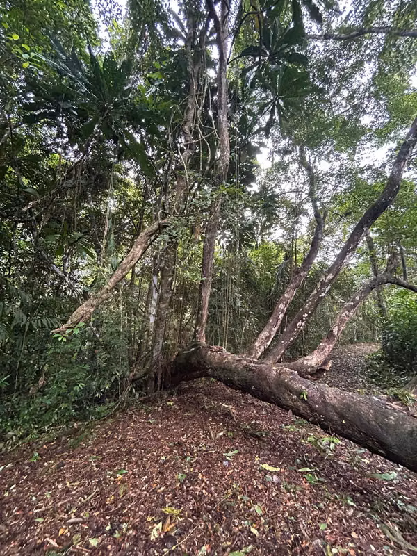 EN VENTA –FINCA RIVERA DEL CACAO &amp; TRINIDAD