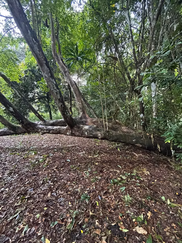 EN VENTA –FINCA RIVERA DEL CACAO &amp; TRINIDAD