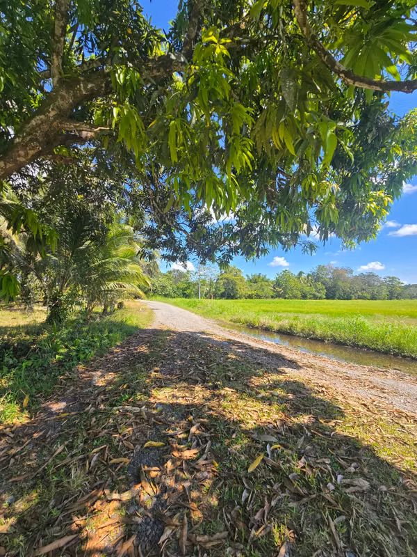 FARM $43,000 / 1.8 HECTARES / BACO / BERBA / ARMUELLES PORT / TRANSPORT / RIGHT POSSESSIVE