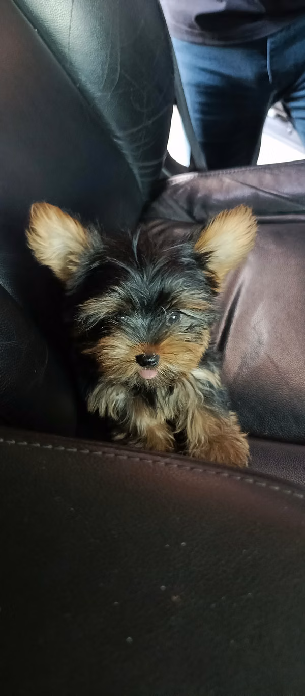 Yorkies