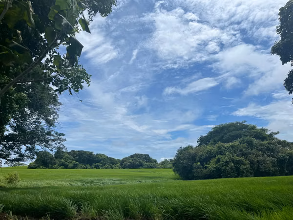 $688,000 58-HECTARE FLAT FARM FOR SALE IN MARIABE DE PEDASI, LOS SANTOS JB