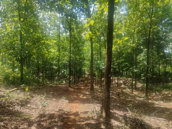 $2,500 PER HECTARE FOR SALE: 862 + 6643 SQM, MARIATO, VERAGUAS