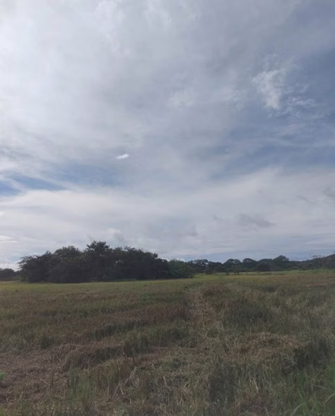 $4,000,000 348-HECTARE FLAT FARM FOR SALE IN HERRERA, JUST 6.2 KM FROM THE PAN-AMERICAN HIGHWAY JB