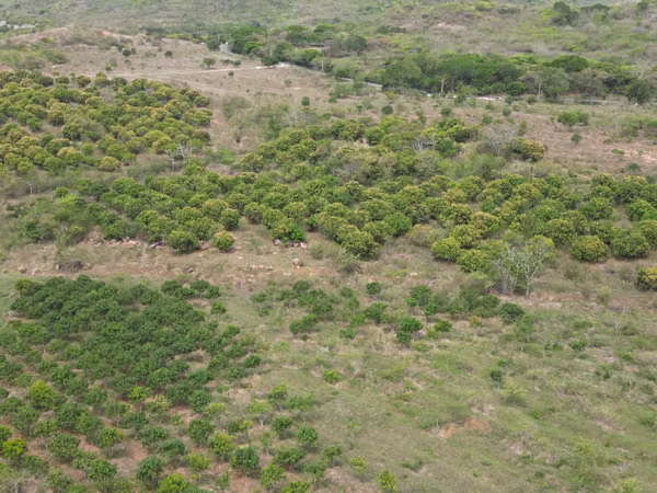 Farm for sale in Natá, Los Olivos, Coclé, 210 hectares