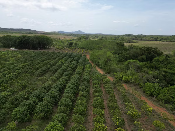 Farm for sale in El Cortezo, Toza, Natá, Coclé, 259 hectares