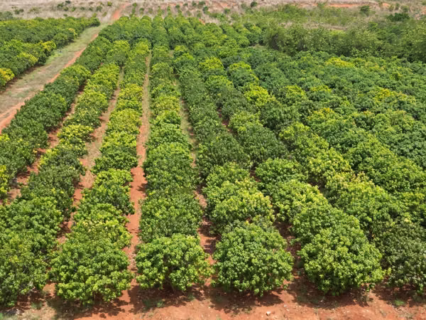 Farm for sale in El Cortezo, Toza, Natá, Coclé, 259 hectares