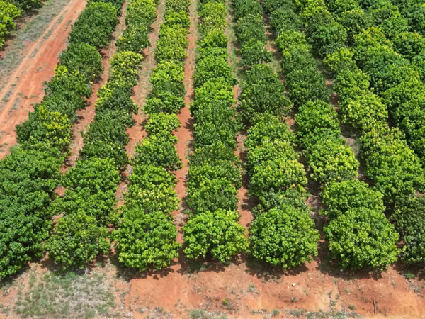 Farm for sale in El Cortezo, Toza, Natá, Coclé, 259 hectares