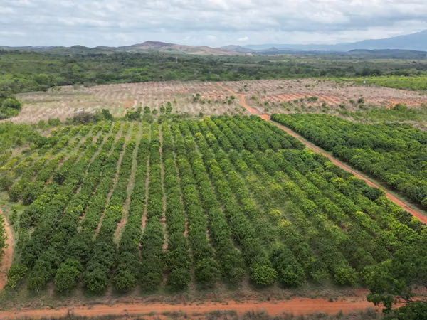 Farm for sale in El Cortezo, Toza, Natá, Coclé, 259 hectares
