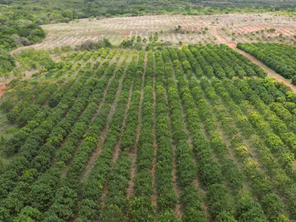 Farm for sale in El Cortezo, Toza, Natá, Coclé, 259 hectares