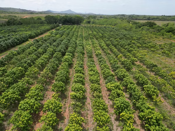 Farm for sale in El Cortezo, Toza, Natá, Coclé, 259 hectares
