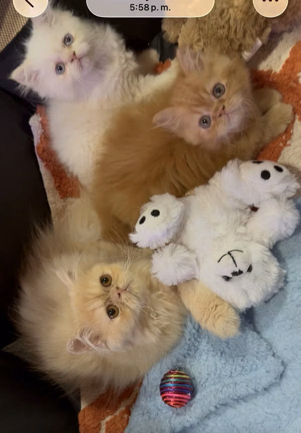 gatos persas