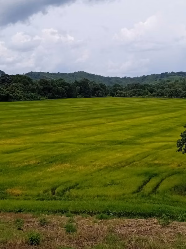 SUPER PRICE SONA FARM FOR AGRO- LIVESTOCK USE