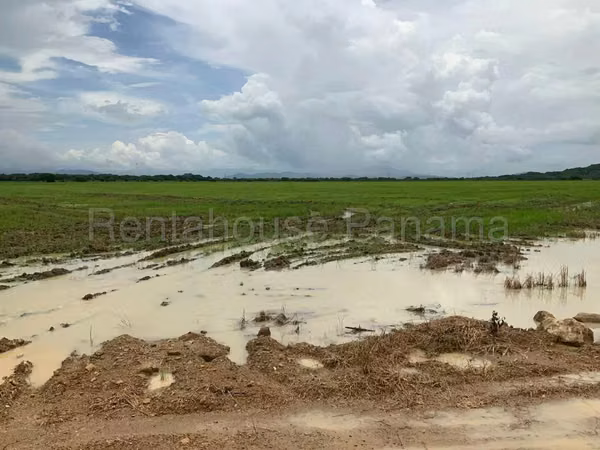 Land for sale in Penonome Finca Agroganadera NS