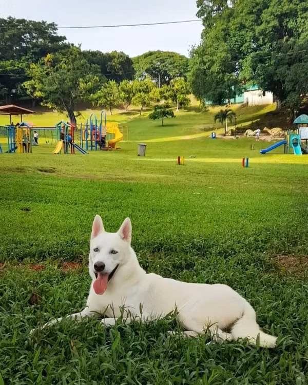 HUSKY SIBERIANO MACHO / BUSCA NOVIA