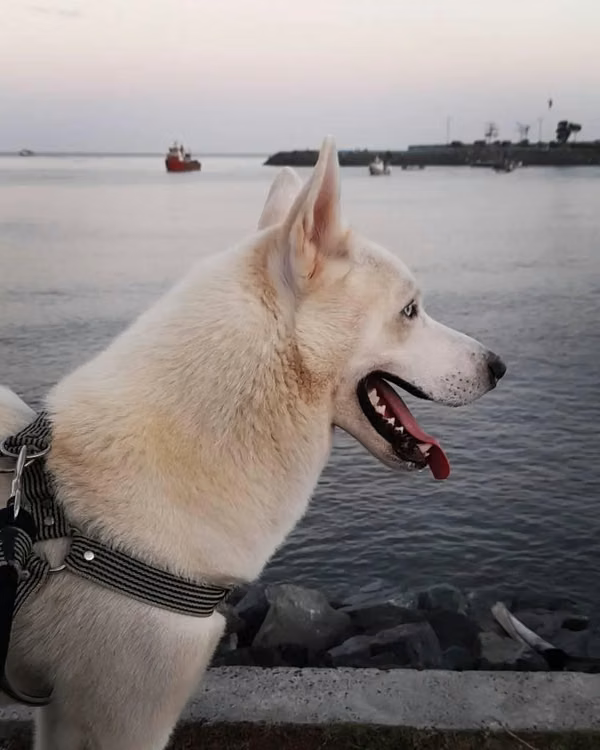 HUSKY SIBERIANO MACHO / BUSCA NOVIA