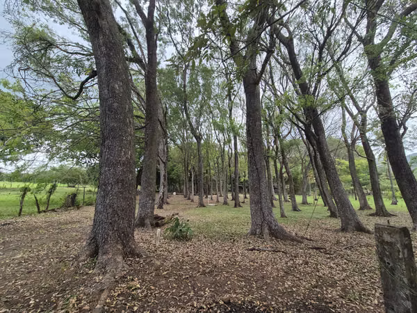 SE VENDE FINCA con alto potencial  EN BEJUCO.   CHAME