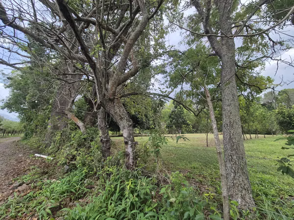 SE VENDE FINCA con alto potencial  EN BEJUCO.   CHAME