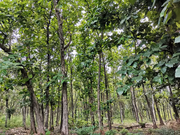 SE VENDE FINCA con alto potencial  EN BEJUCO.   CHAME
