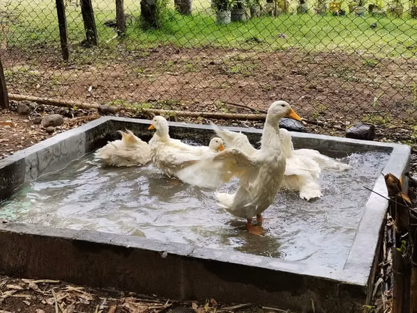 SE VENDE FINCA con alto potencial  EN BEJUCO.   CHAME