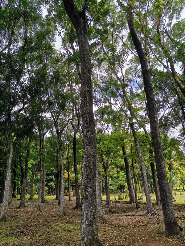 SE VENDE FINCA con alto potencial  EN BEJUCO.   CHAME