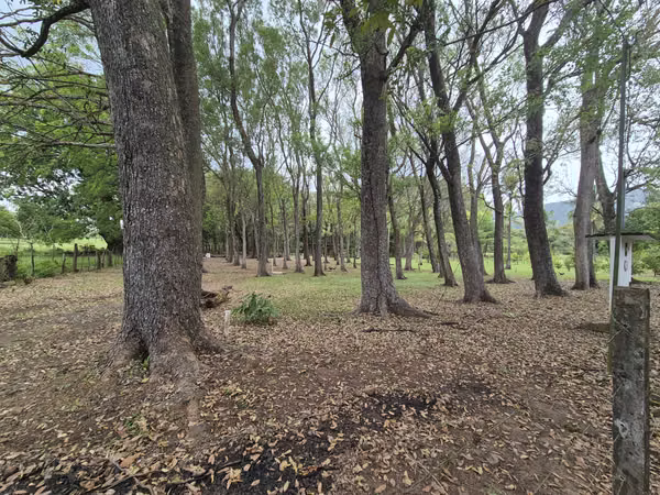 SE VENDE FINCA con alto potencial  EN BEJUCO.   CHAME