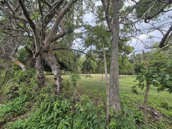 SE VENDE FINCA con alto potencial  EN BEJUCO.   CHAME