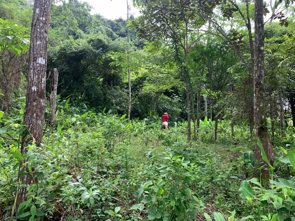 200-HECTARE FARM WITH PRIVATE WATERFALLS, NATURAL SPRINGS AND OCEAN VIEWS – VERAGUAS, PANAMA