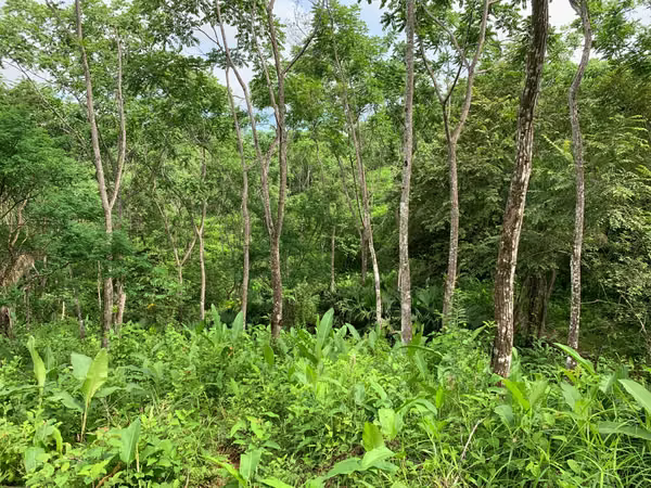 200-HECTARE FARM WITH PRIVATE WATERFALLS, NATURAL SPRINGS AND OCEAN VIEWS – VERAGUAS, PANAMA