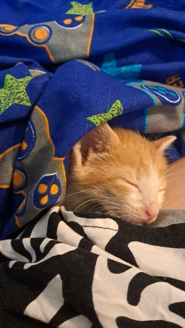Gato en adopción