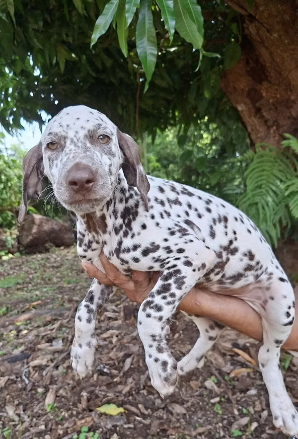 Cachorros Dálmatas Rubios