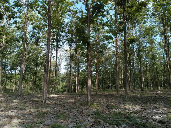 Venta de Terreno en Colón, Vía Gatuncillo, Salamanca. SD