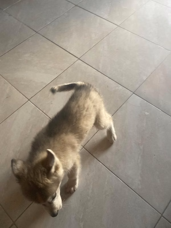 Malamute husky