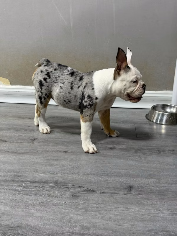 Bulldog inglés merle hembra