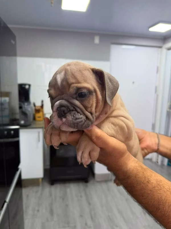 Buldog ingles