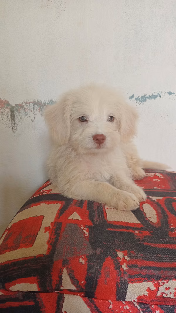 MALTIPOO