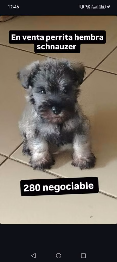 Schnauzer